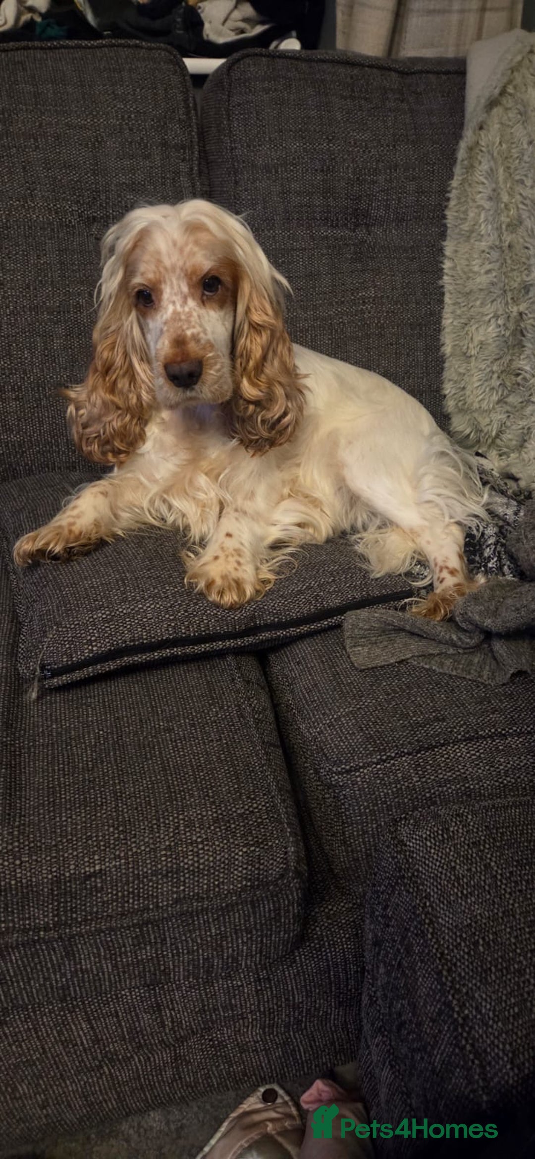 Cocker Spaniel dogs for sale: 2 orange roan cocker spaniels  - Advert 1