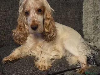 Cocker Spaniel dogs 2 orange roan cocker spaniels - Advert 16