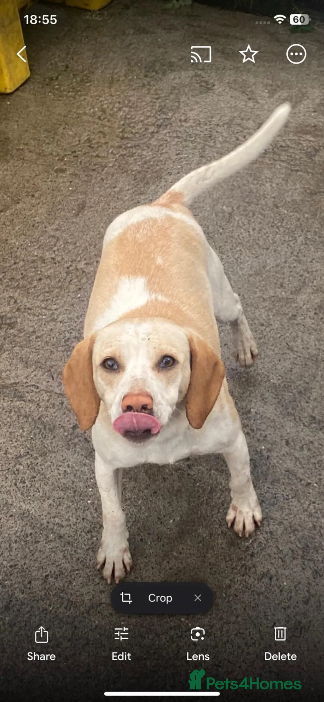 Beagle dogs for sale: Beagle puppy - Advert 2