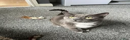 Russian Blue cats for sale: Byron  in Birmingham - Advert 7