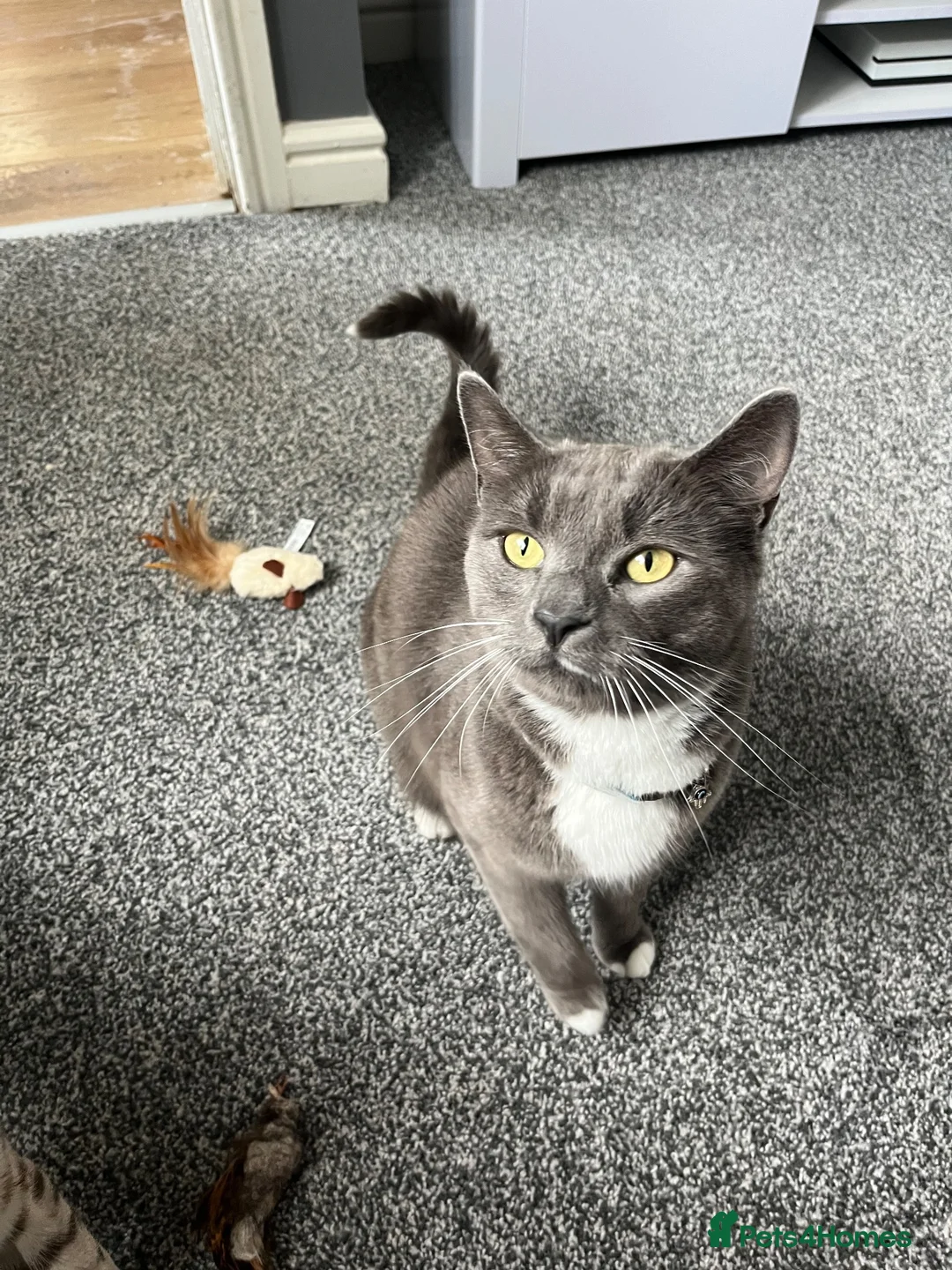Russian Blue cats for sale: Byron  in Birmingham - Advert 7