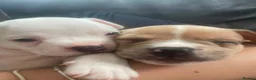 Mixed Breed dogs for sale: French bulldog x American bulldog  - Advert 4