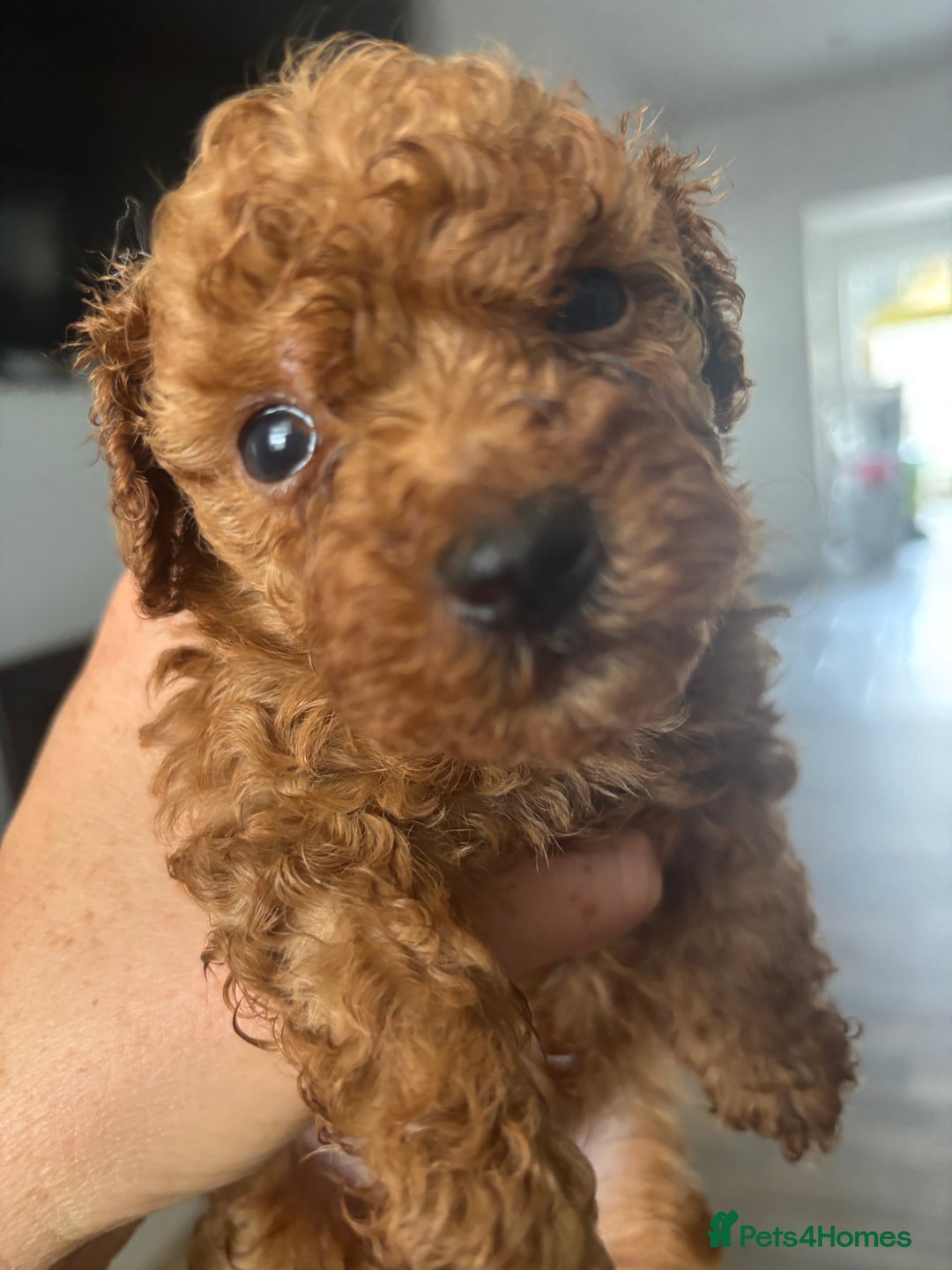Miniature Poodle dogs for sale: Mini poodle puppies ready to leave Friday  in Swansea - Image 7
