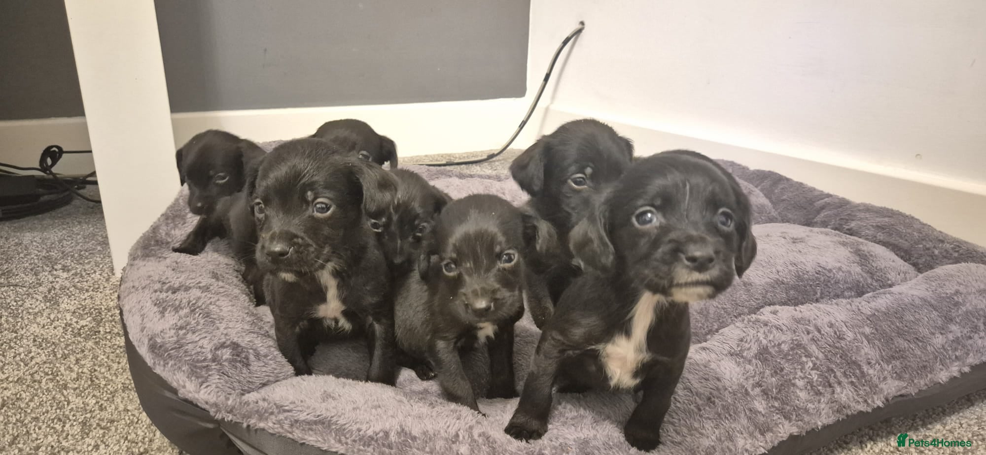 Springador dogs Stunning springerdors  - Advert 5