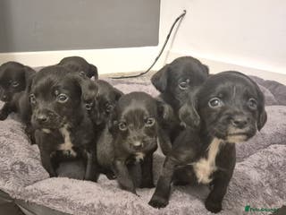 Springador dogs Stunning springerdors - Advert 6