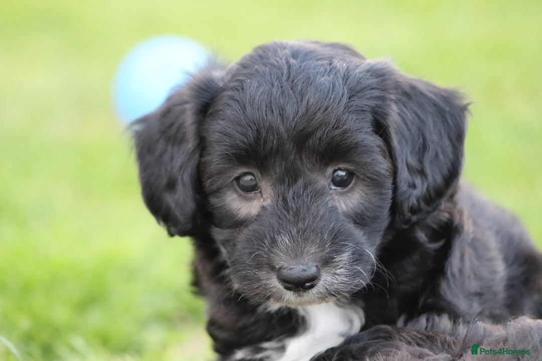 Cavapoochon dogs for sale: Cavapoochon puppies for sale - Image 38