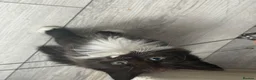 Mixed Breed cats for sale: Three kittens For Sale  in Dagenham - Advert 12