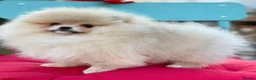 Pomeranian dogs for sale: KC Registered Pomeranian  – Boy & Girl Available in Romford - Advert 5