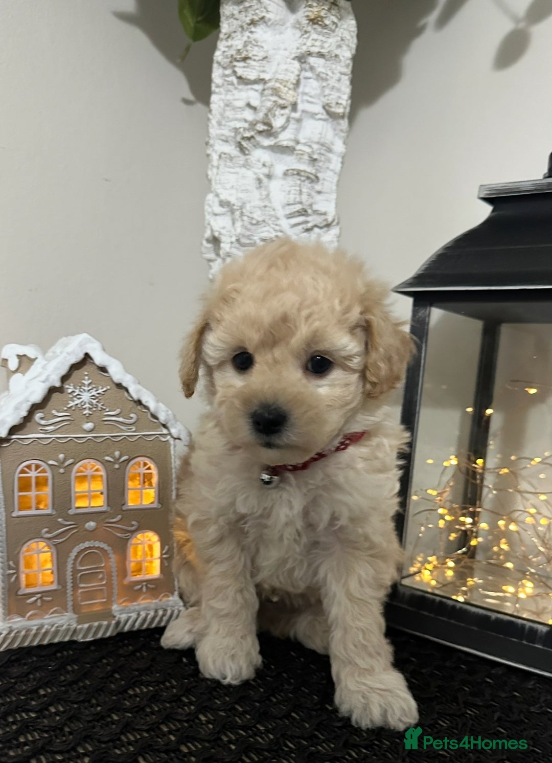 Maltipoo dogs for sale: Gorgeous F1 Toy Maltipoo Puppies  - Advert 8