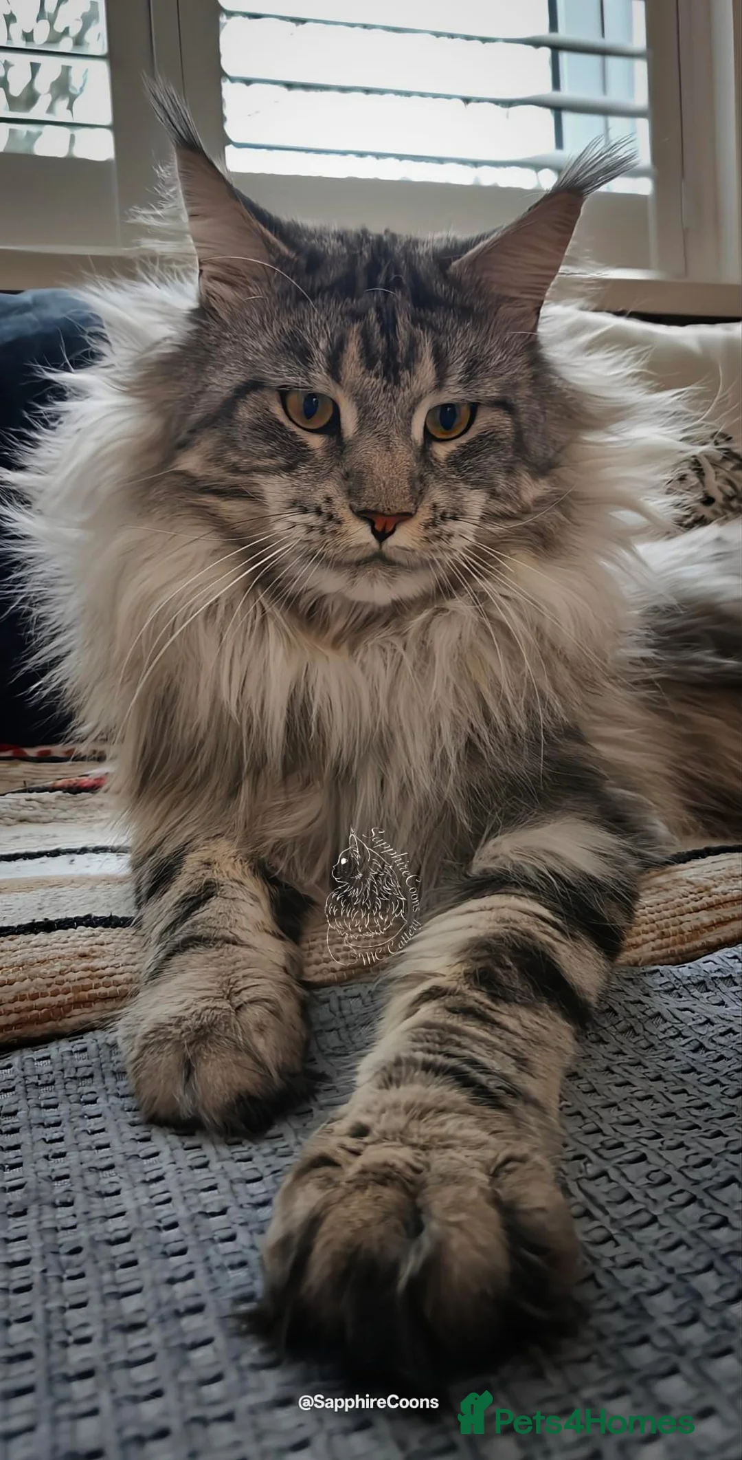 Maine Coon cats for sale: XL Stunning Maine Coon / TICA /Ready - Advert 40