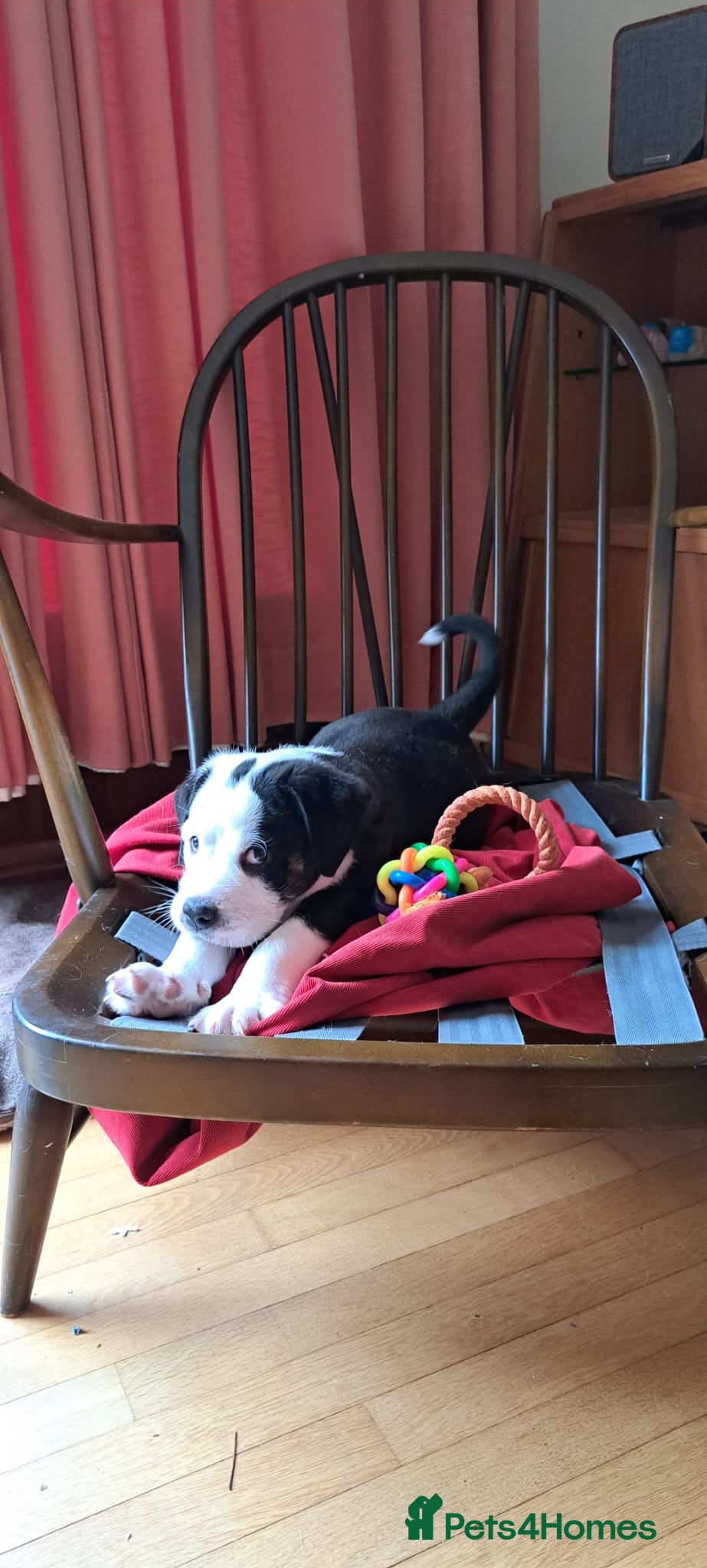 Mixed Breed dogs for sale: 2 yr old female Bulldog/Old English Sheepdog Mix - Advert 17