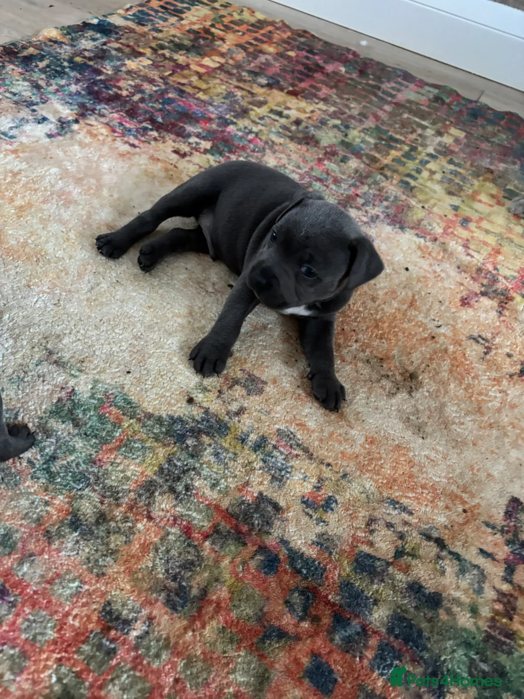 Staffordshire Bull Terrier dogs for sale: Blue Staffordshire Bull TErriers  in Swansea - Advert 2