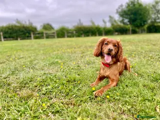 Cocker Spaniel dogs Cocker Spaniel Stud - Advert 1