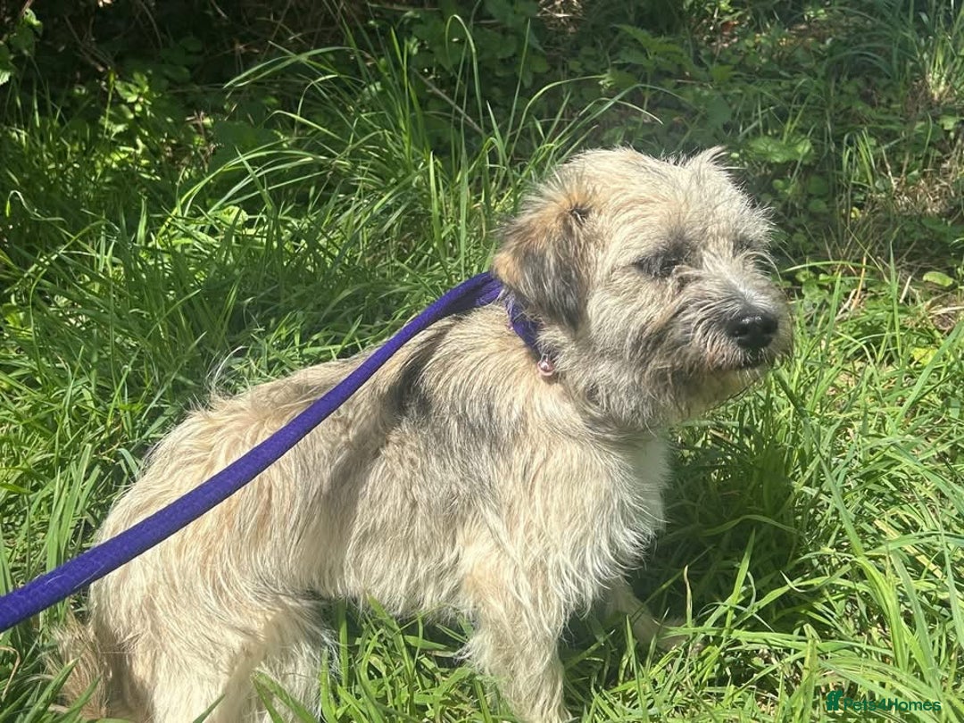 Mixed Breed dogs for adoption: Suzy - Norwich Norfolk  - Image 7