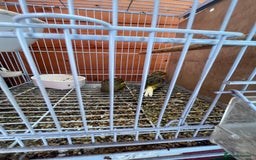 Canaries birds for sale: Canaries and finches  - Image 8