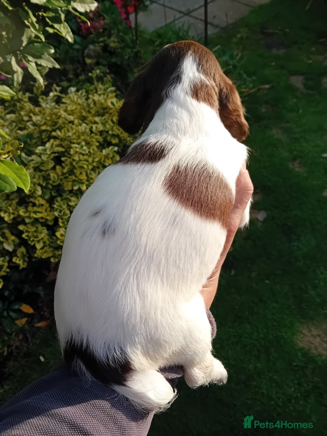 English Springer Spaniel dogs for sale: 8 week Springer Spaniel puppies. - Image 4