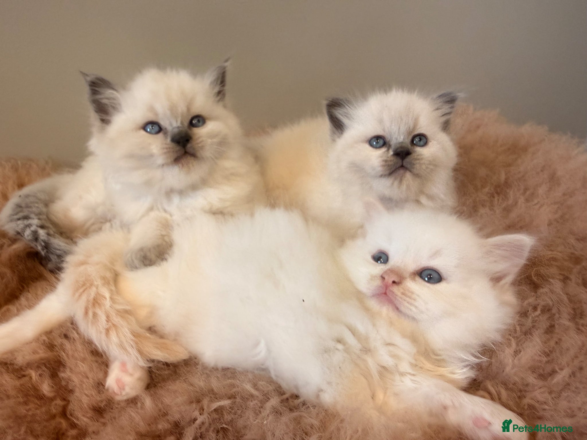 Ragdoll cats Beautiful ragdoll babies! 😻😻😻 - Advert 5