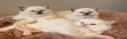 Ragdoll cats for sale: Beautiful ragdoll babies! 😻😻😻 - Advert 1