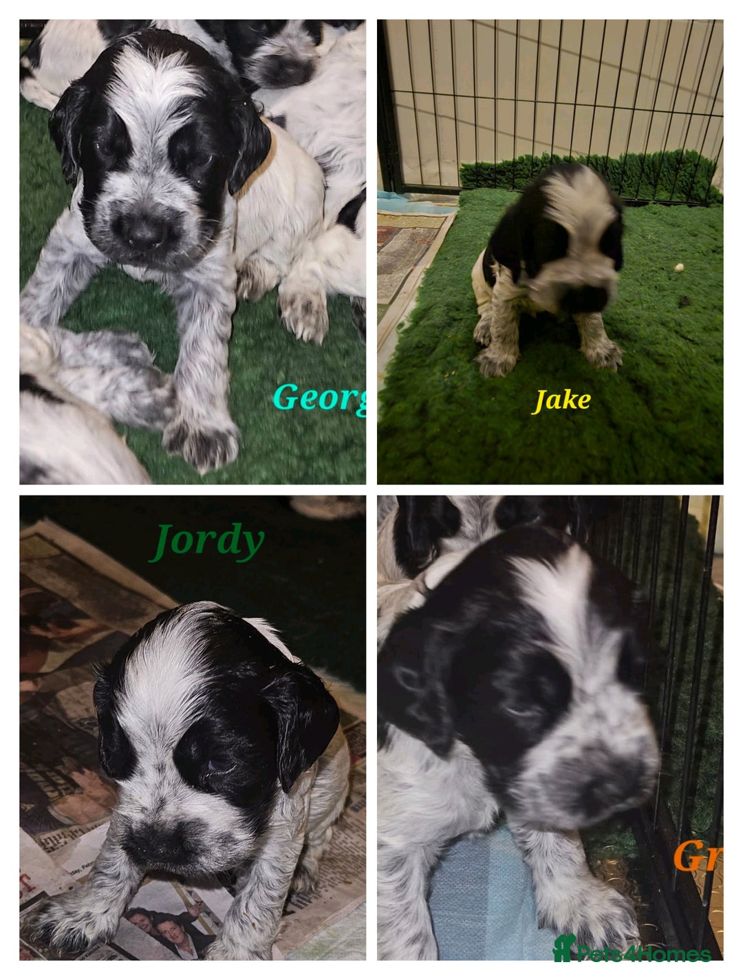 Cocker Spaniel dogs for sale: Blue Roan Show Cocker Spaniels  in Bathgate - Image 1
