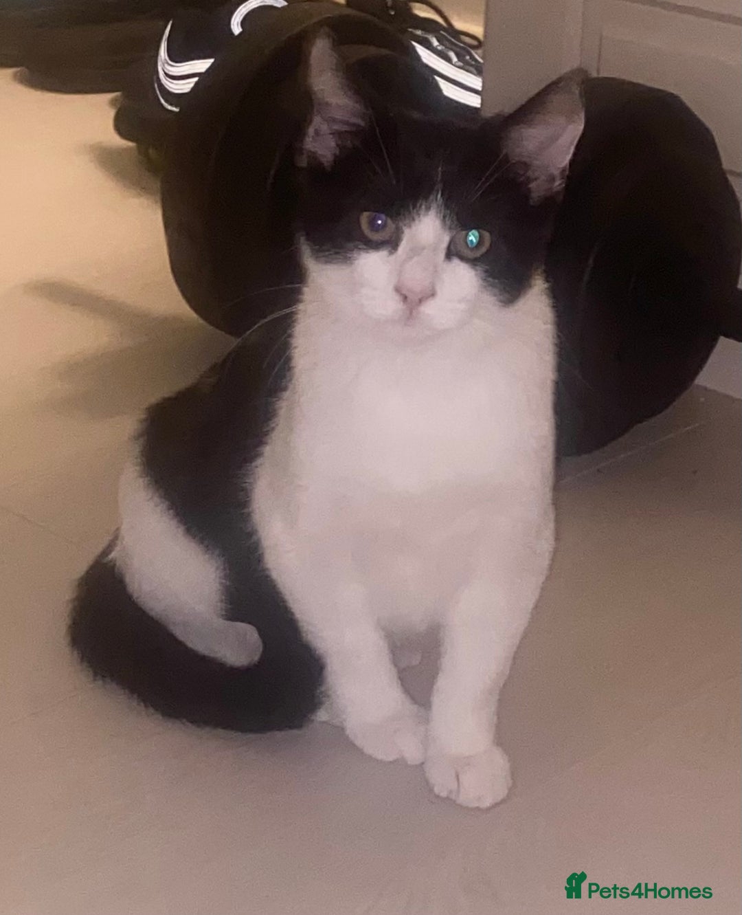 Mixed Breed cats for sale: Brother and sister  - Image 3
