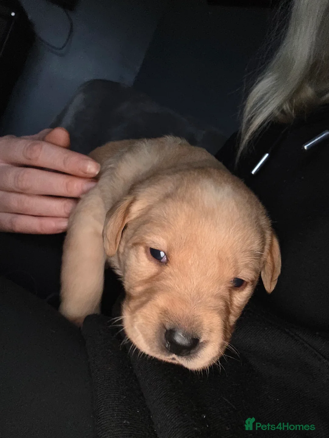 Labrador Retriever dogs for sale: 8 labrador puppies for sale  - Advert 15