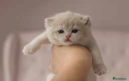 British Shorthair cats for sale: Chubby Golden Blue BSH girls - Image 14