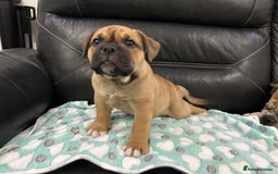 Old Tyme Bulldog dogs for sale: Old Tyme Bulldog puppies for sale - Image 14