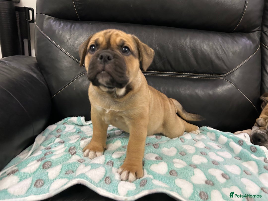 Old Tyme Bulldog dogs for sale: Old Tyme Bulldog puppies for sale - Image 14