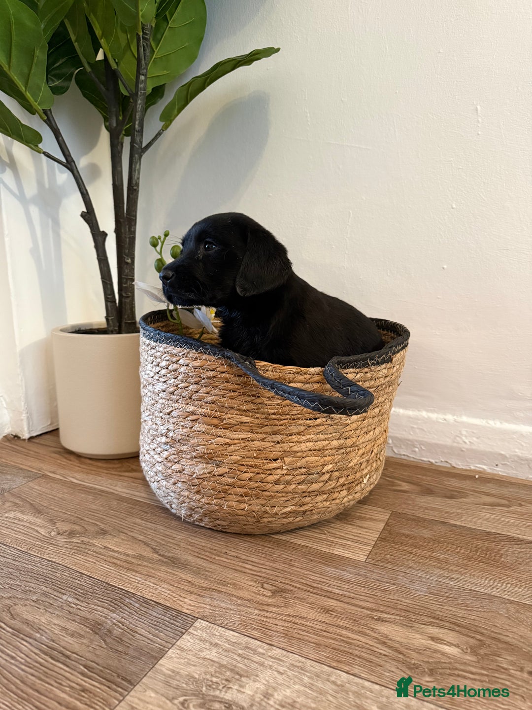 Labrador Retriever dogs for sale: Labrador pups for sale  - Advert 11