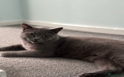 Scottish Fold cats for sale: Scottish straight cats - Advert 3