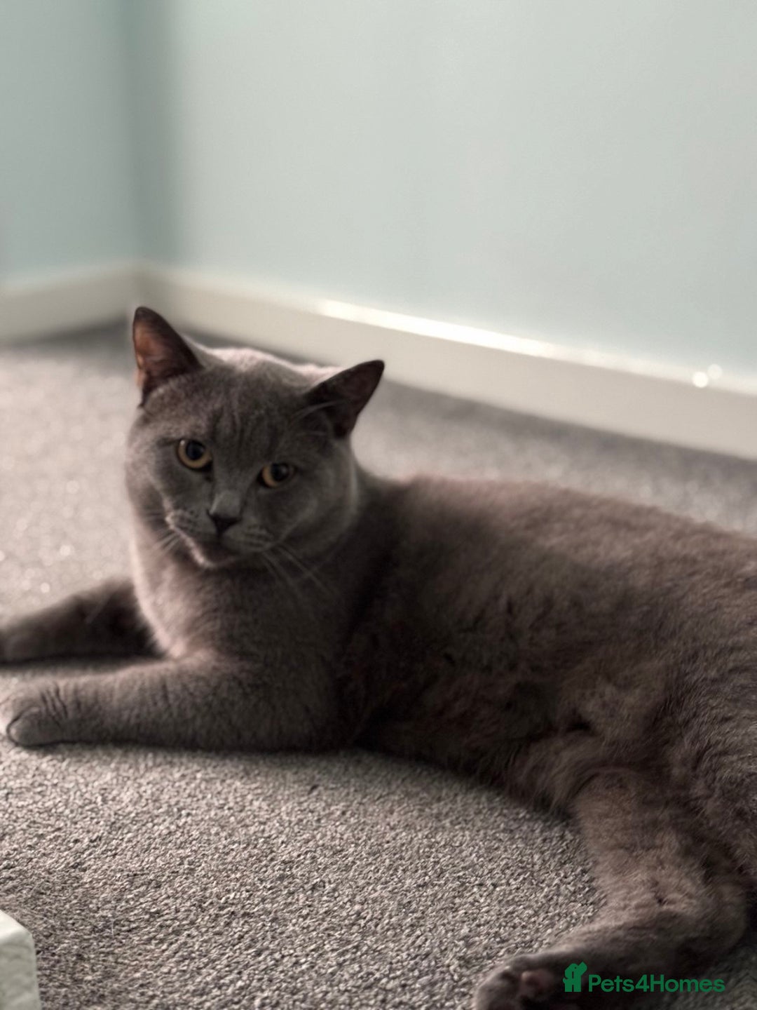 Scottish Fold cats for sale: Scottish straight cats - Advert 3