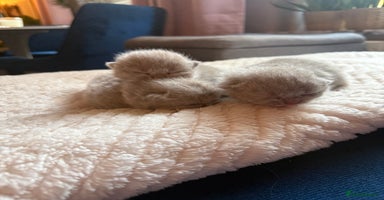 British Shorthair cats - Advert 11