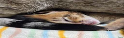 Mixed Breed cats for sale: Unique Abyssinian*Savannah Mix- Not to Miss - Advert 17