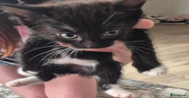 Domestic Shorthair cats - Advert 9