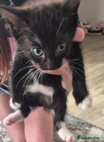 Domestic Shorthair cats - Advert 4