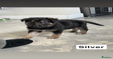 German Shepherd dogs - Advert 7