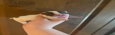 Chocolate Pied Female