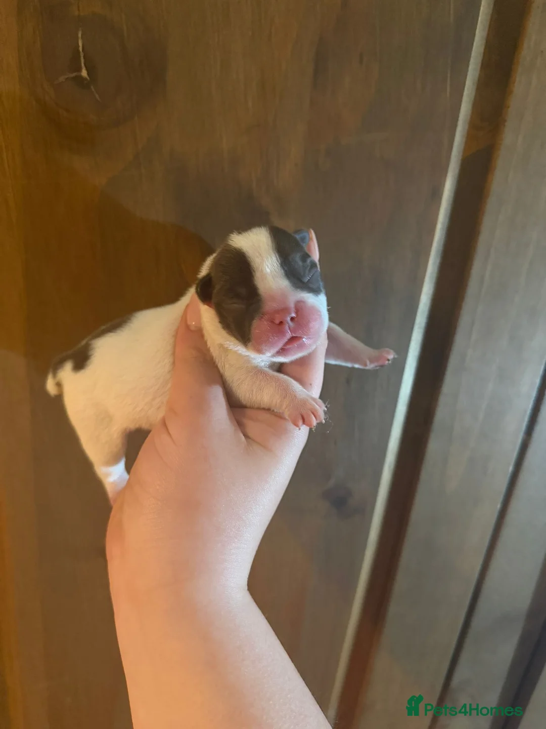 French Bulldog dogs for sale: Gorgeous French Bulldog Puppies♡ - Advert 30