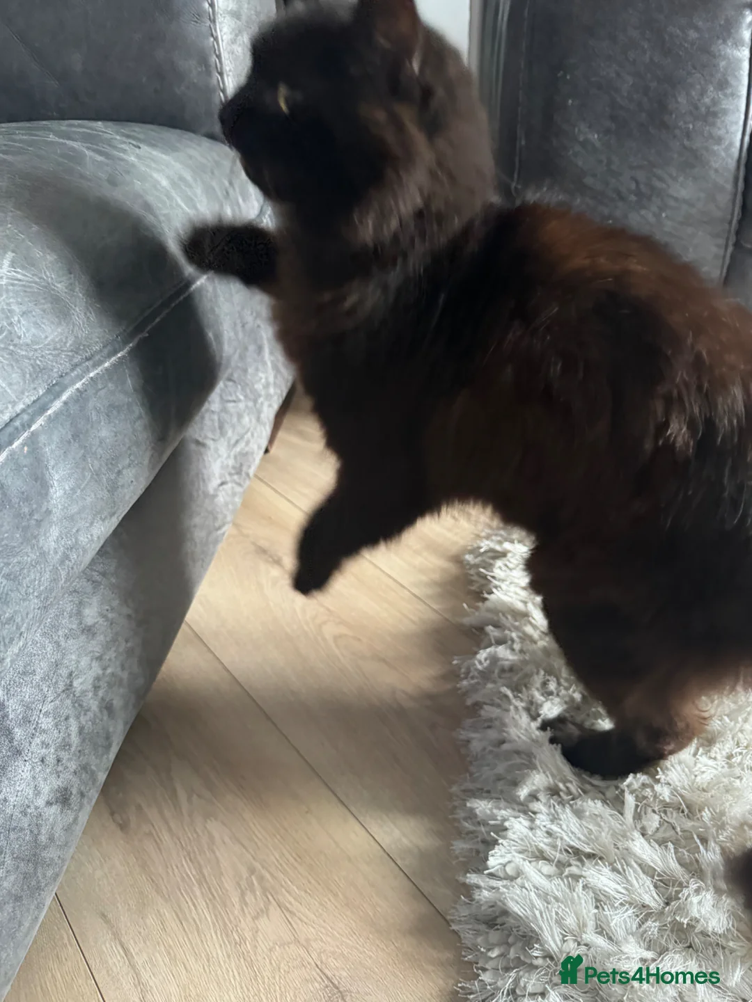 Mixed Breed cats for sale: Kittens  - Advert 3