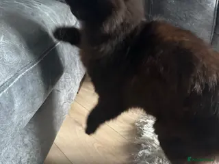 Mixed Breed cats Kittens - Advert 4