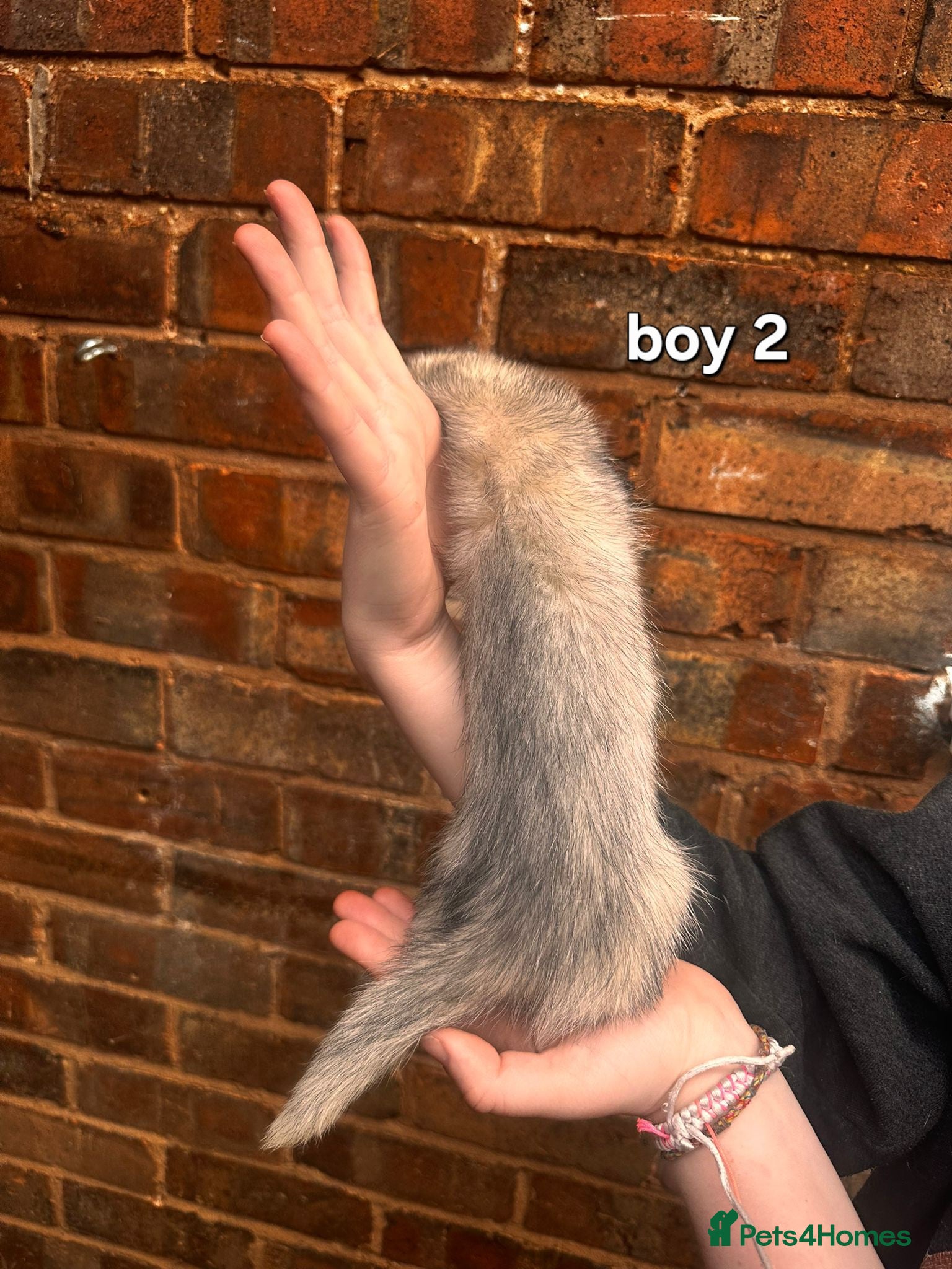 Ferret rodents Two hobs left - Advert 2