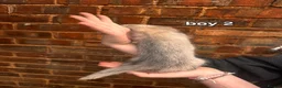 Ferret rodents for sale: Litter of 6 stunning ferrets  in Worksop - Advert 8