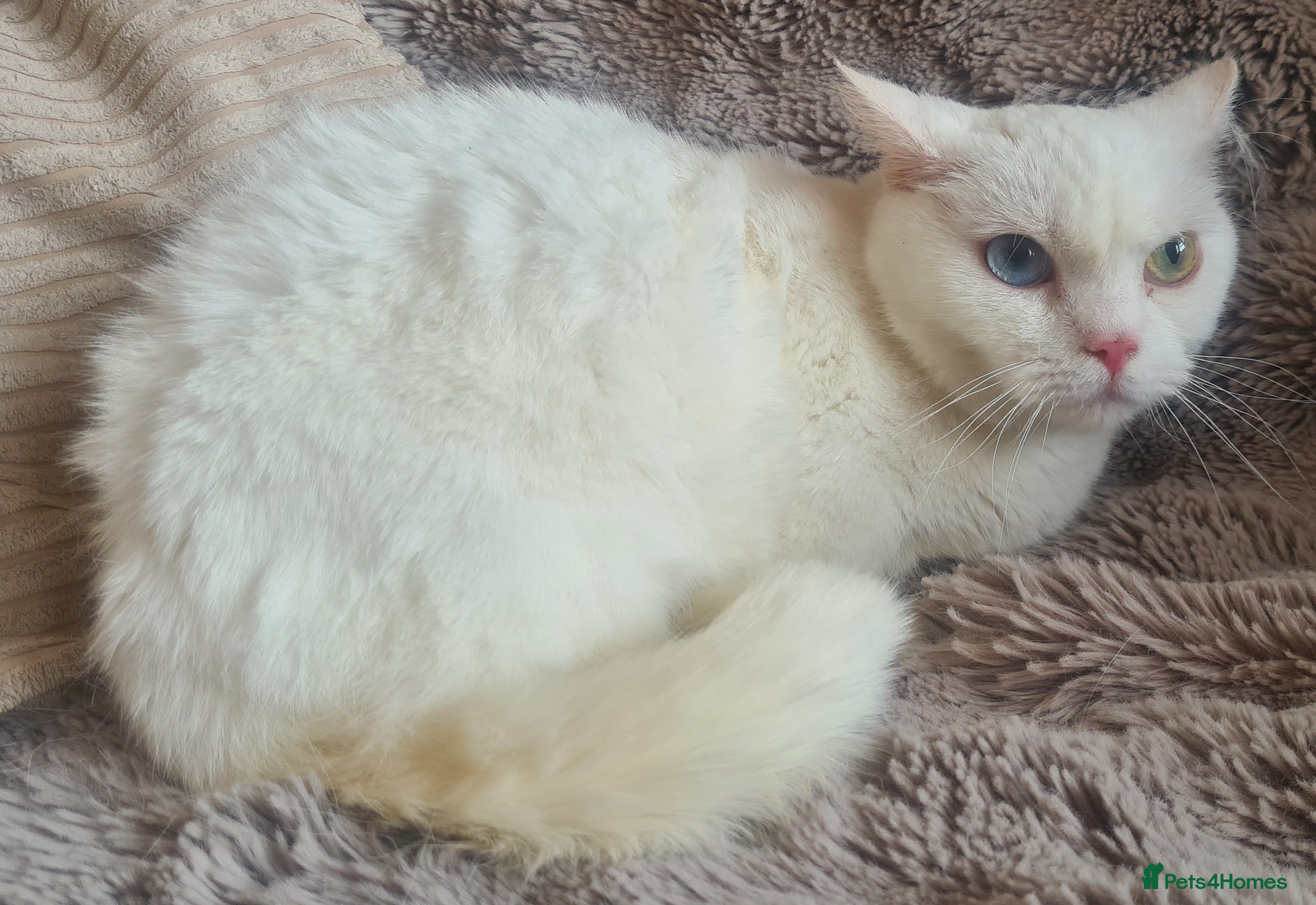 Munchkin cats Beautiful munchkin - Advert 2