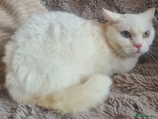 Munchkin cats - Advert 4