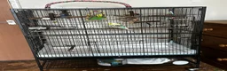 Budgerigars birds for sale: 2 bonded budgies, flight cage and toys  in Salisbury - Advert 2