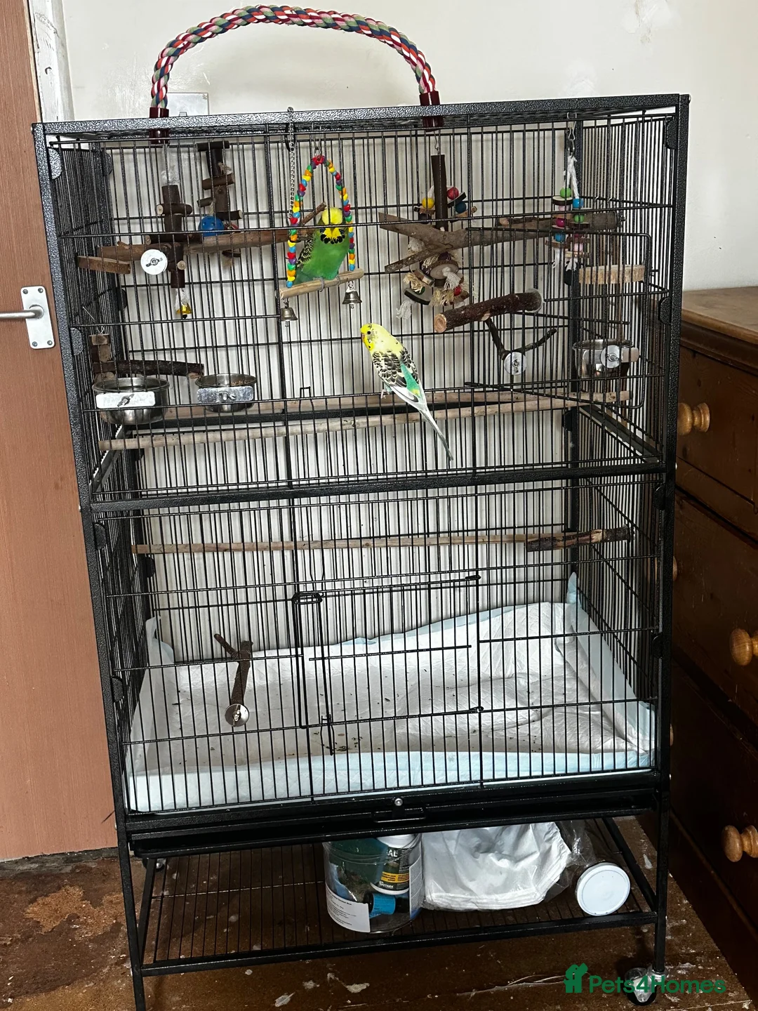 Budgerigars birds for sale: 2 bonded budgies, flight cage and toys  in Salisbury - Advert 2
