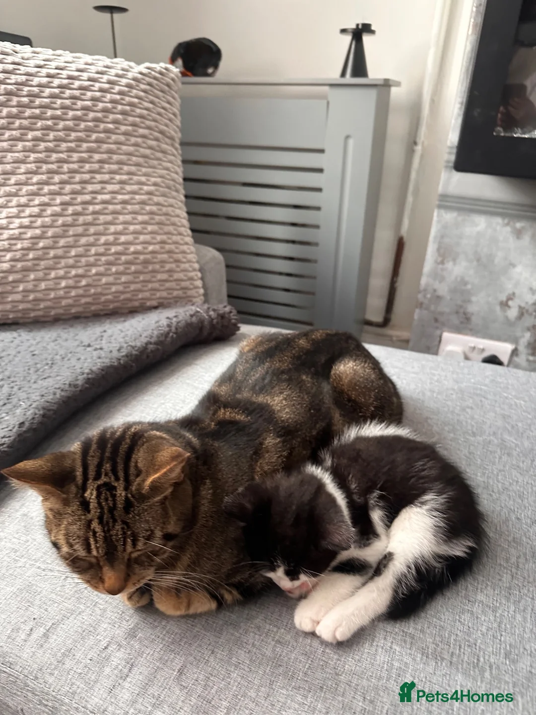 Mixed Breed cats for sale: Mixed tabby kitten male - Advert 1