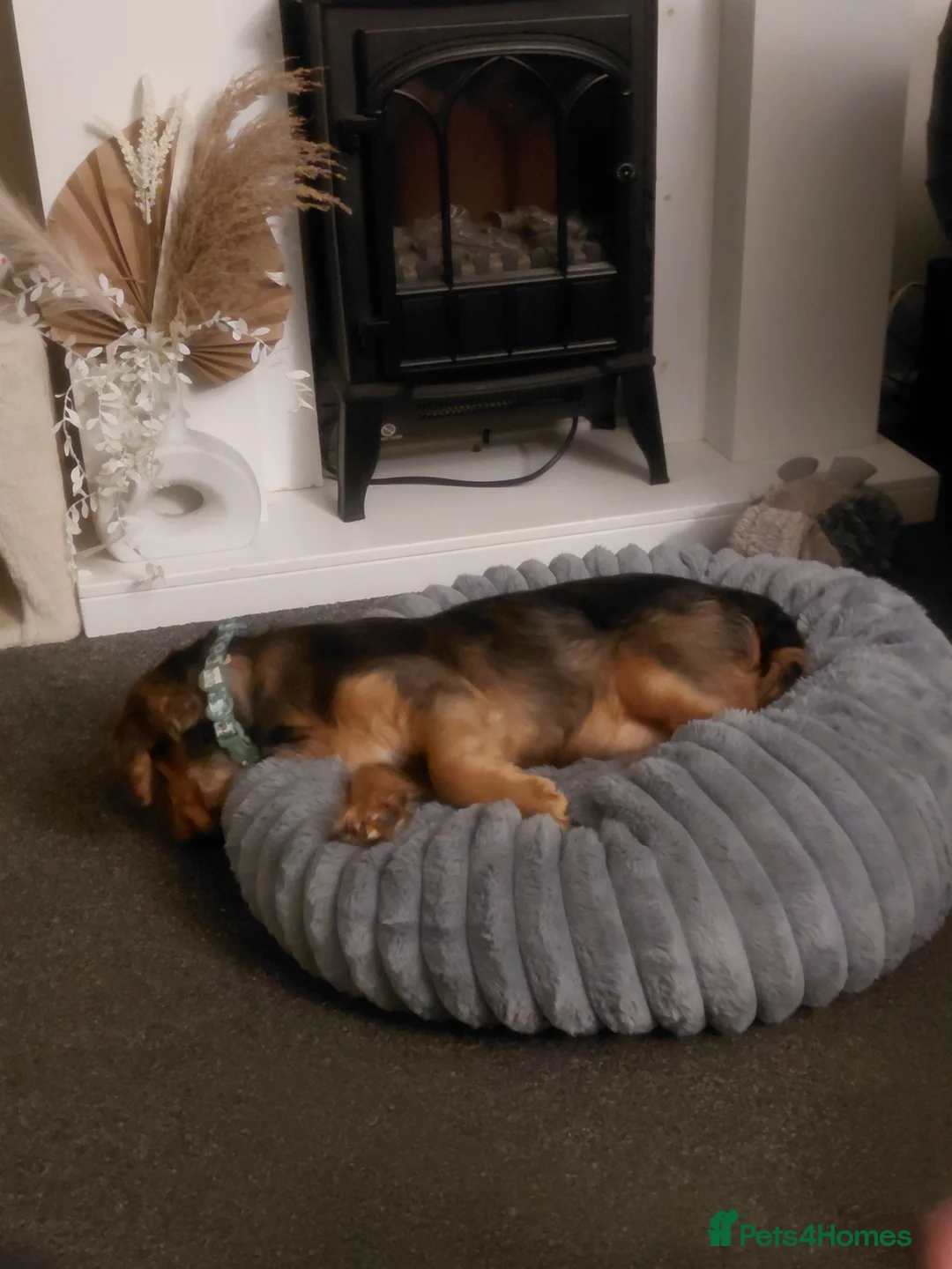 Mixed Breed dogs for sale: 16 week old Cocker Spaniel Mix Puppy 🐾 - Advert 2