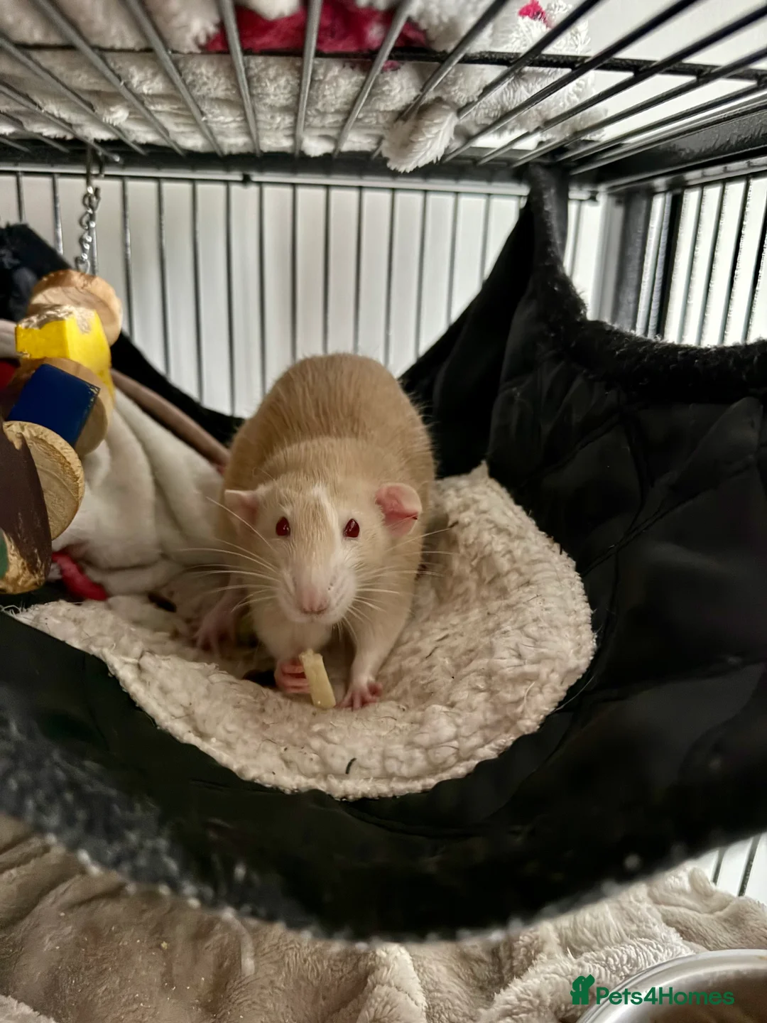 Rat rodents for sale: Male rats for rehoming - Advert 1