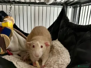 Rat rodents Male rats for rehoming - Advert 1